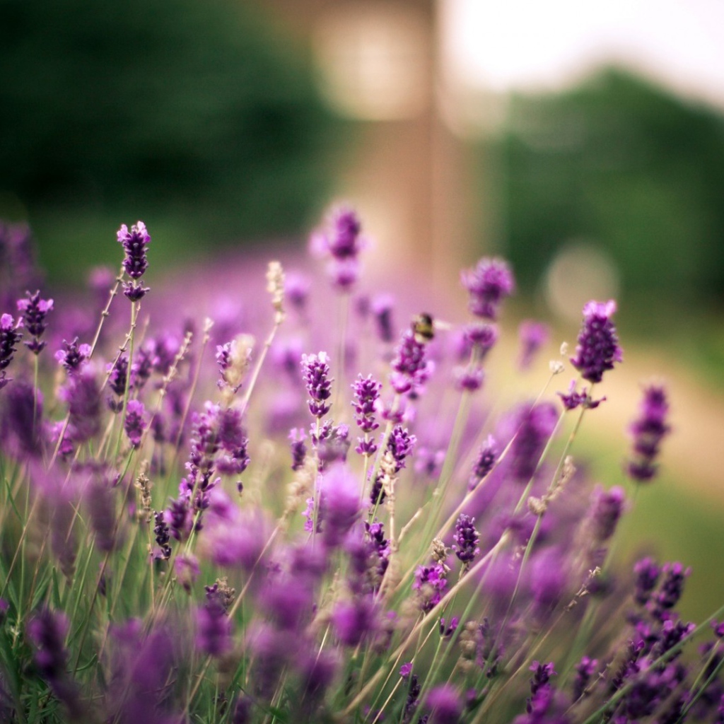 Полевые растения и ветер