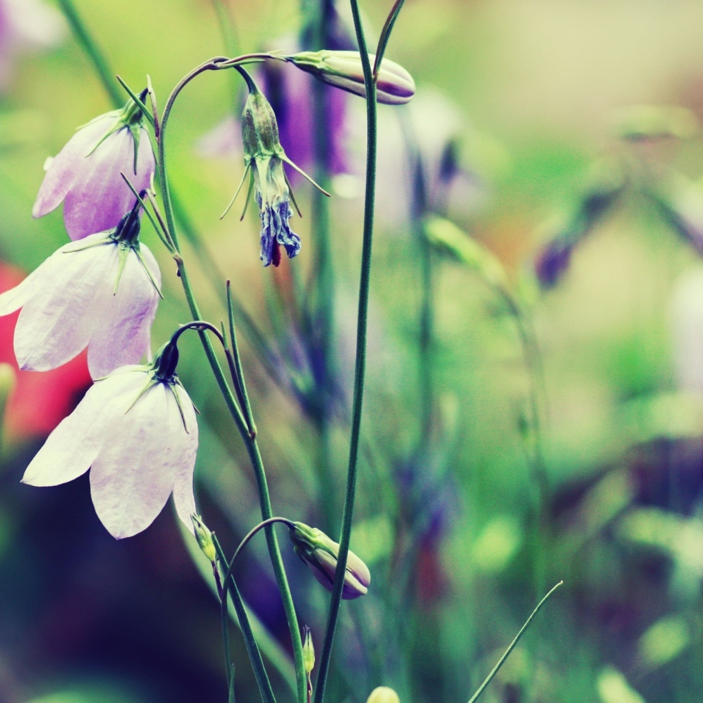 Полевые цветы колокольчики