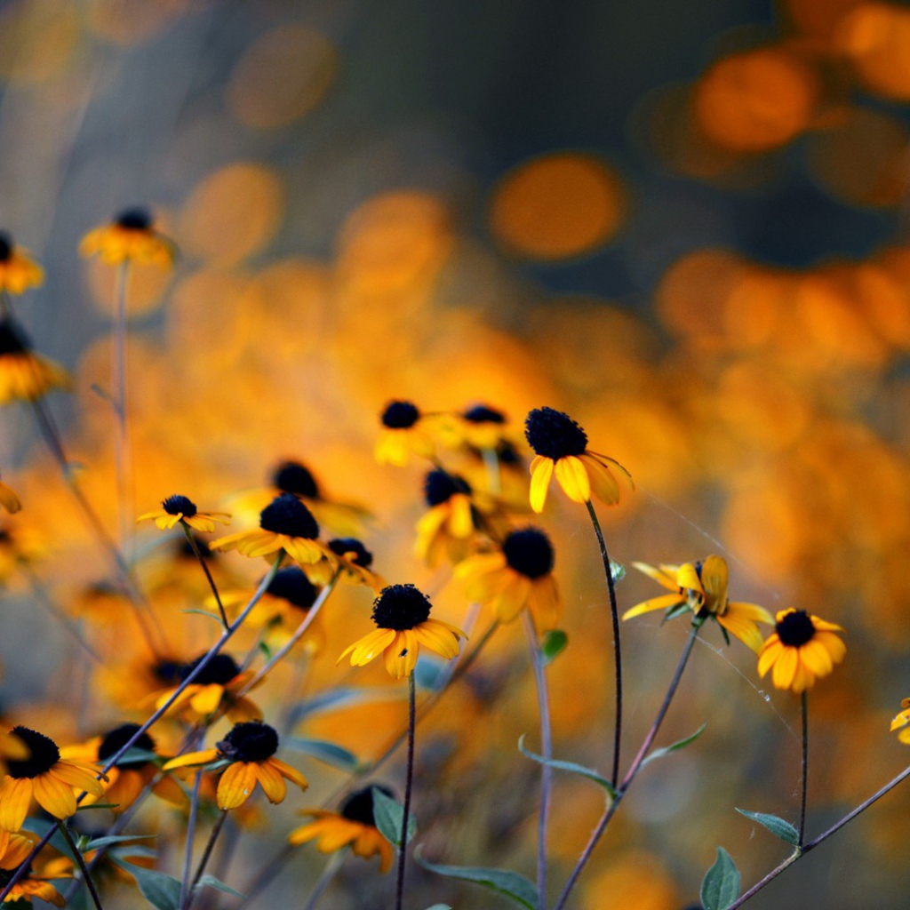 Увядшие в поле цветы