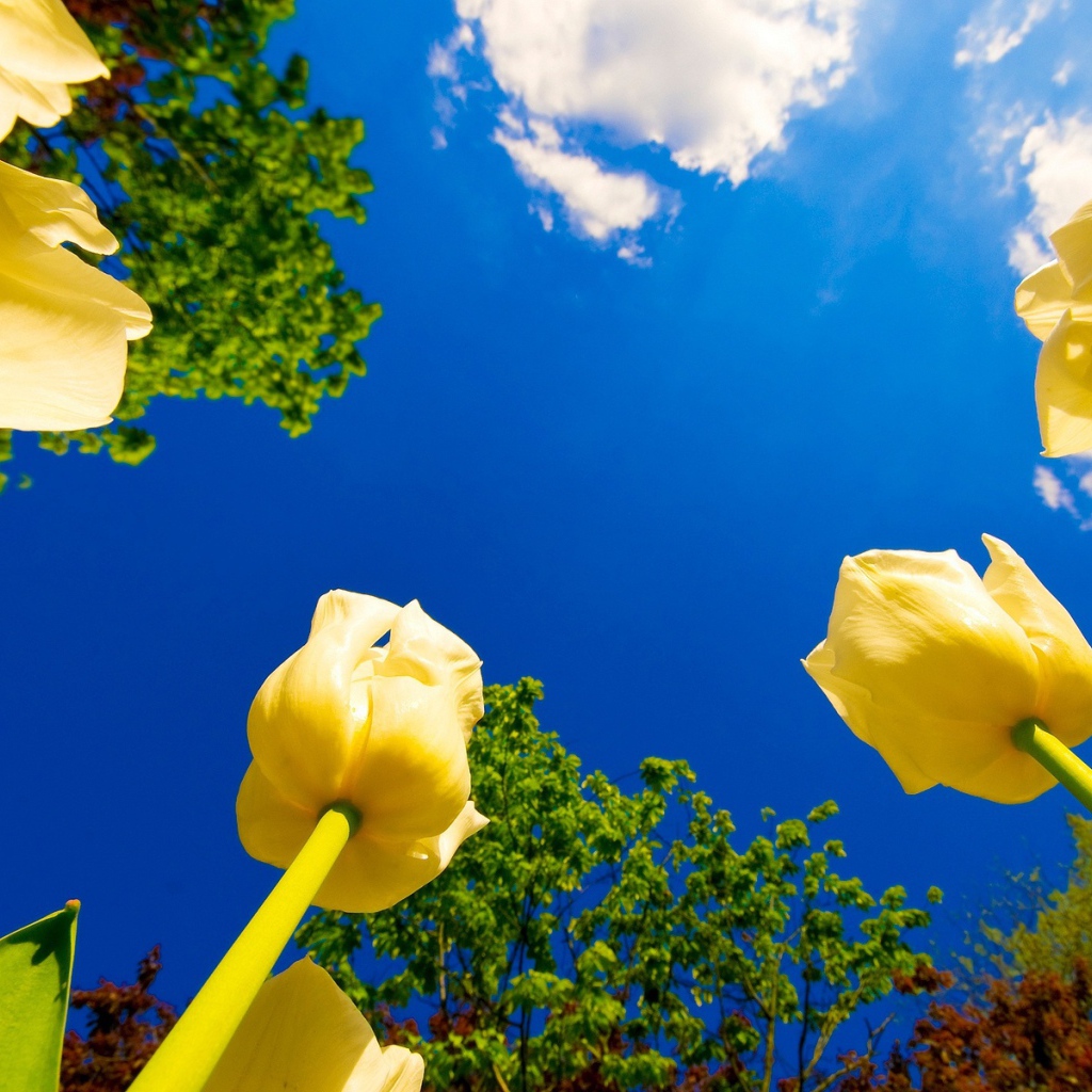 Желтые бутоны на фоне неба