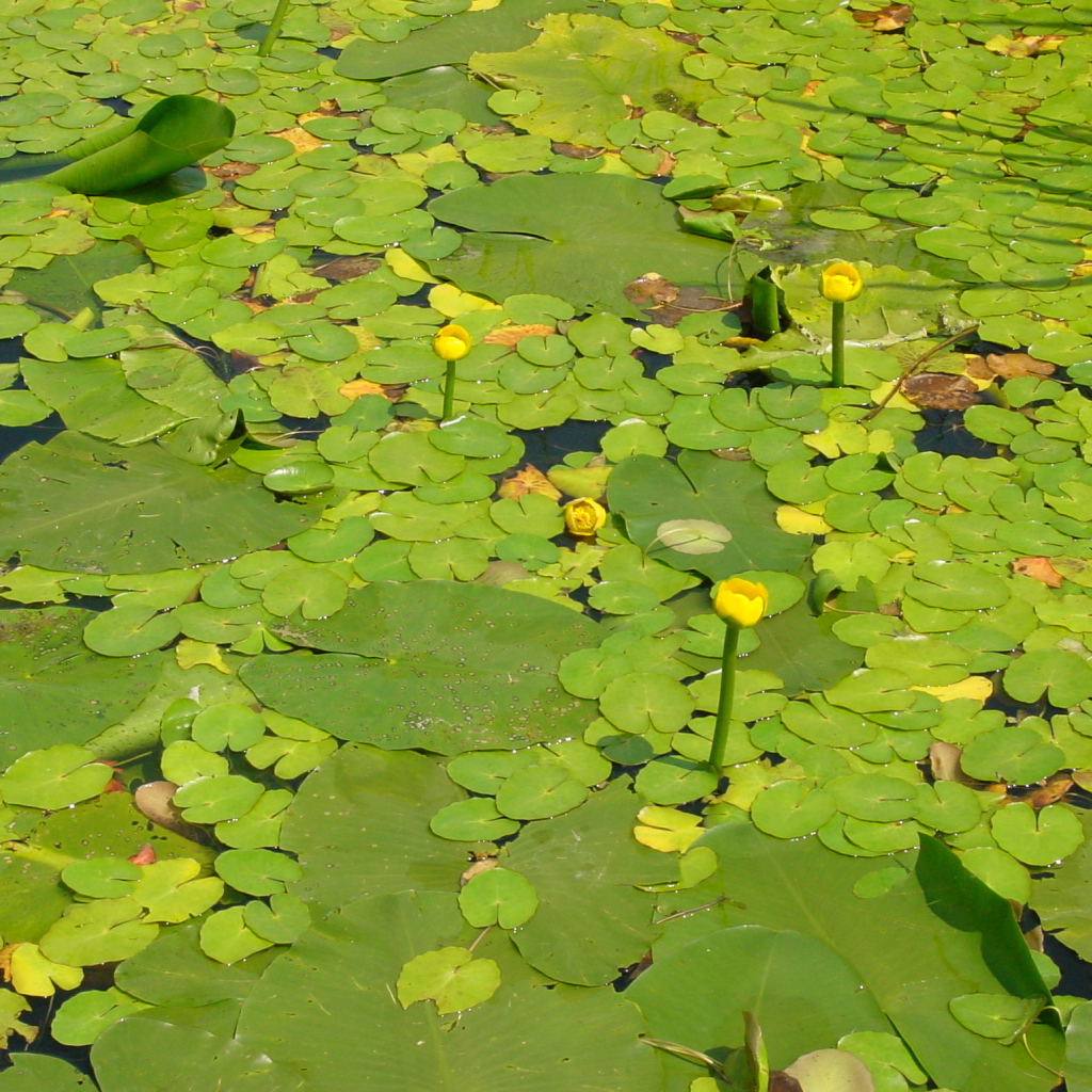 Желтая кубышка на воде