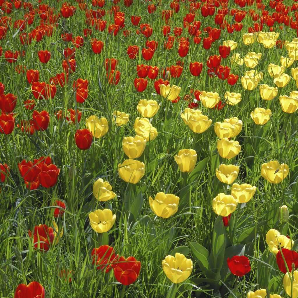 Желтые и красные тюльпаны на поле