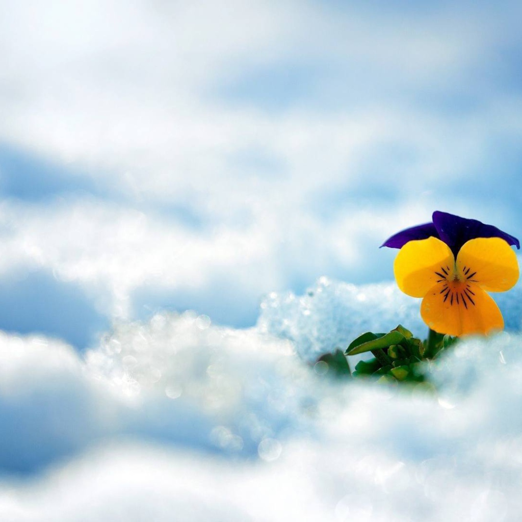 Желтый красивый цветок анютины глазки