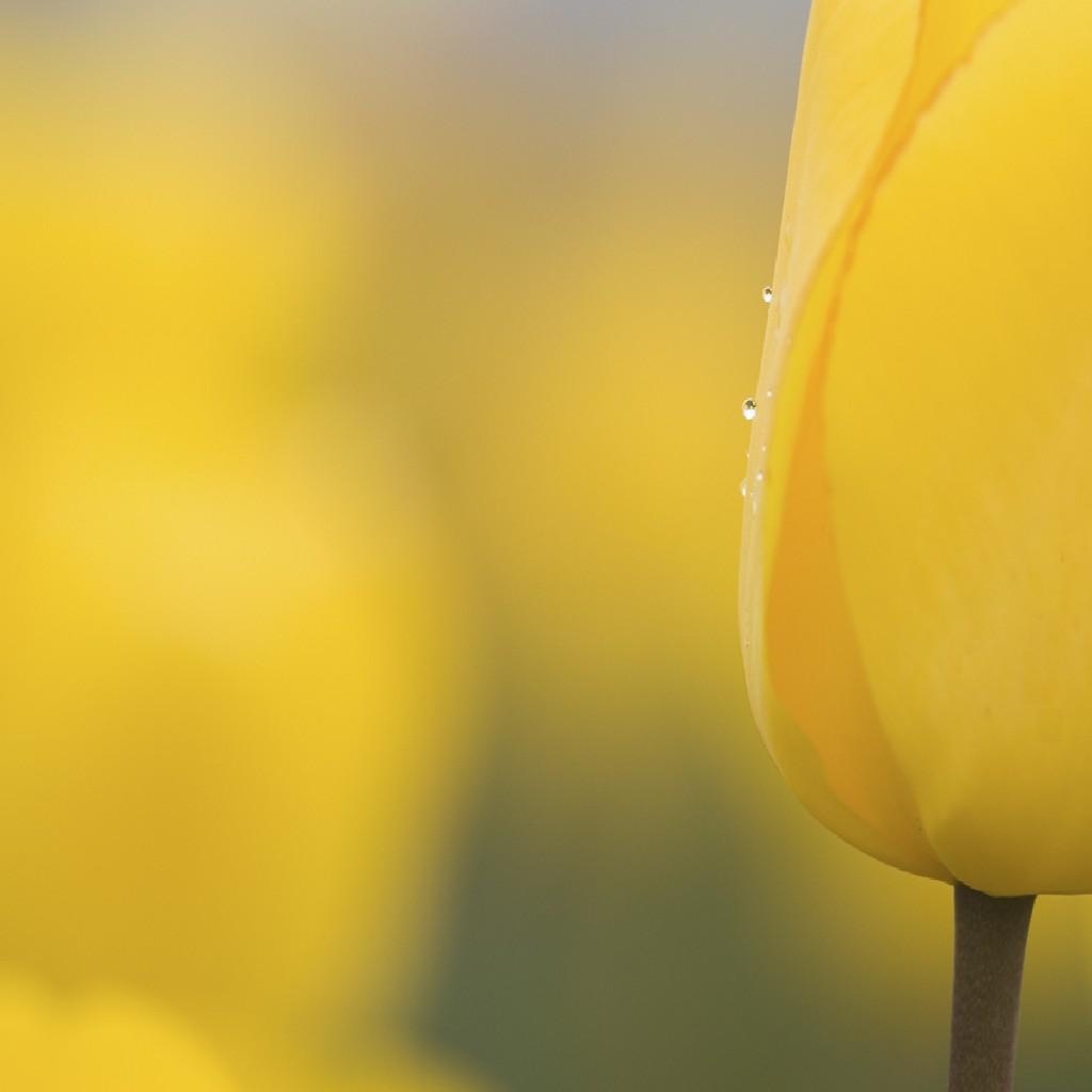 Желтый бутон