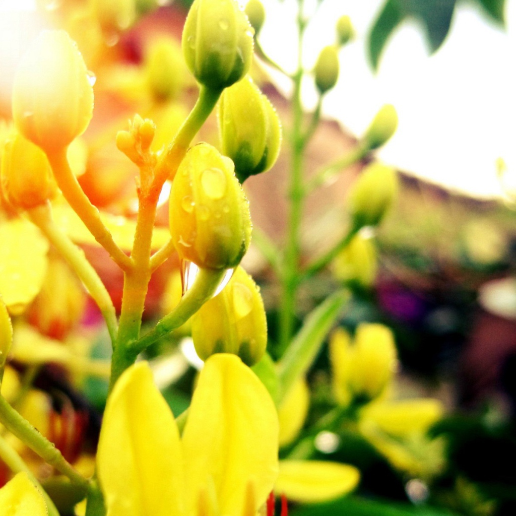 Желтые бутоны с каплями воды