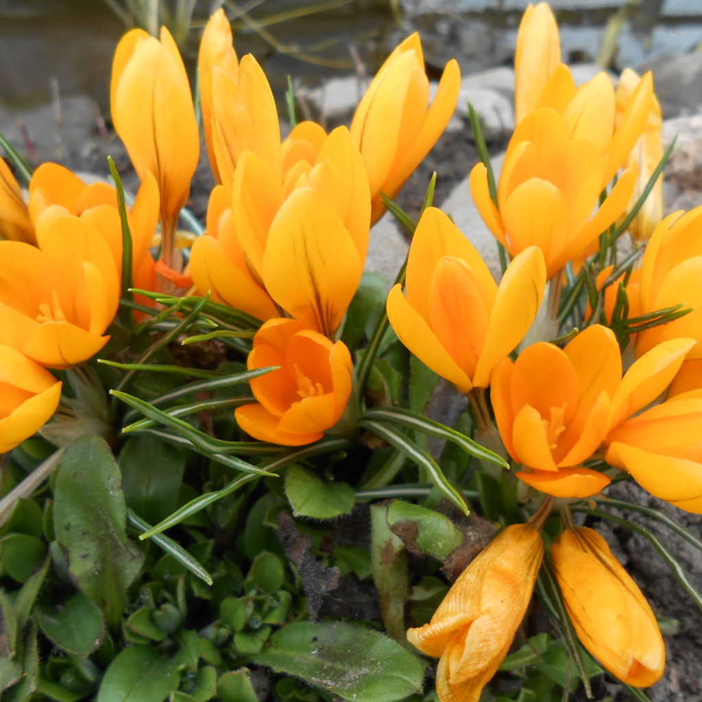 Цветы желтые крокусы на поляне