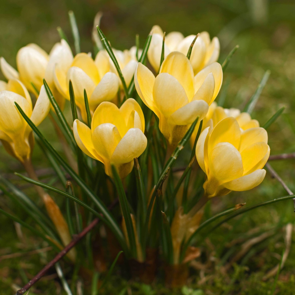 Желтые крокусы на поляне