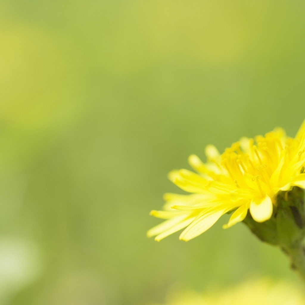 Желтый одуванчик