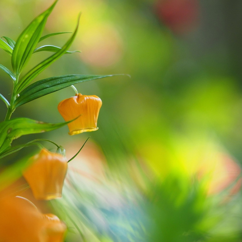 Желтый цветок