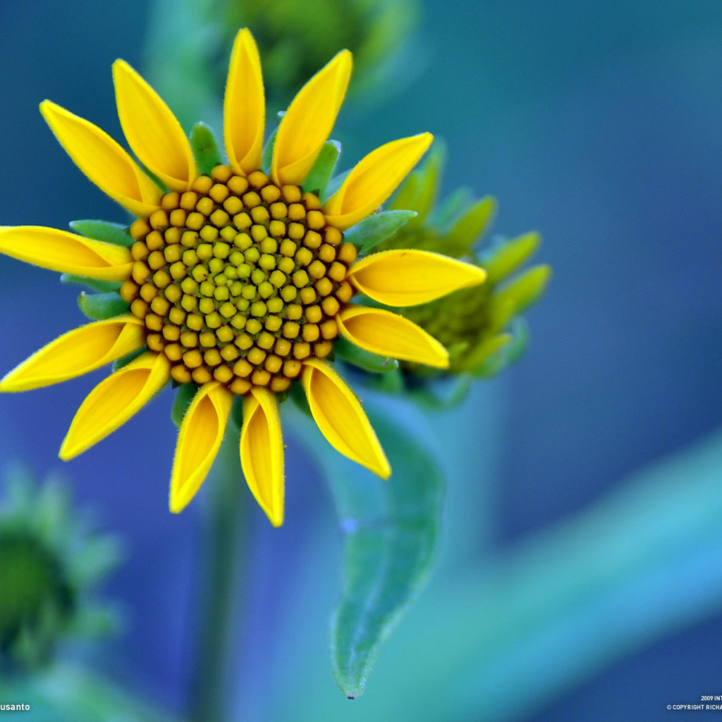 Желтый цветок