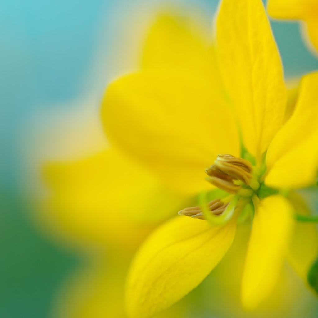 Желтый цветок на размытом фоне