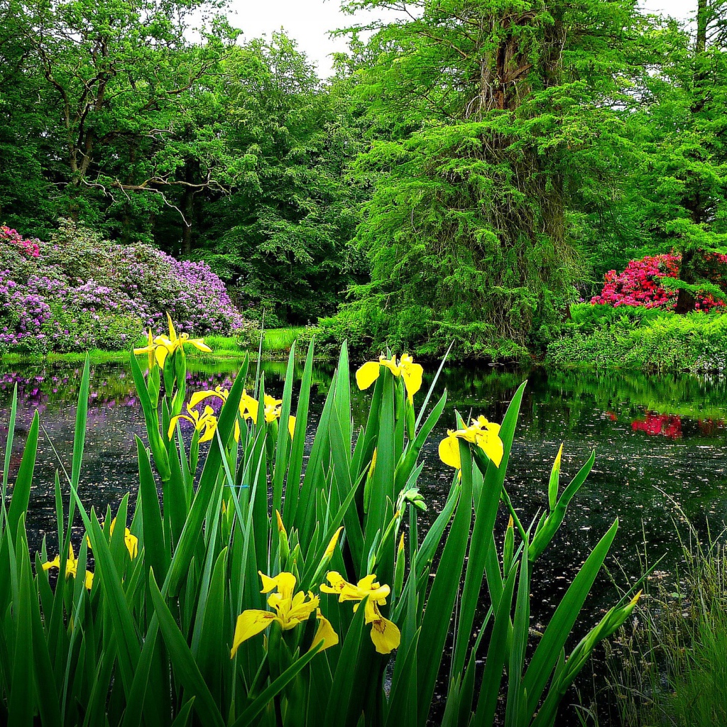 Желтые цветы на берегу озера