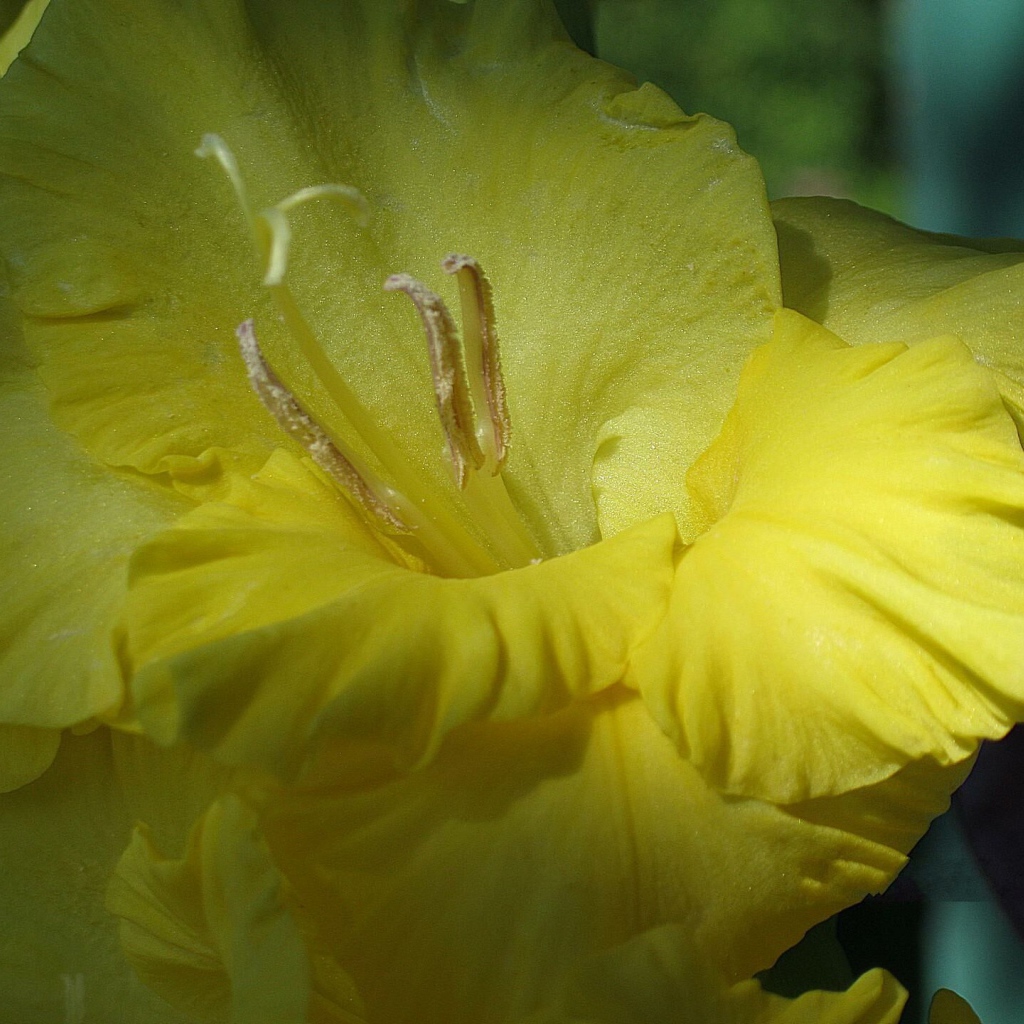 Цветок желтого гладиолуса