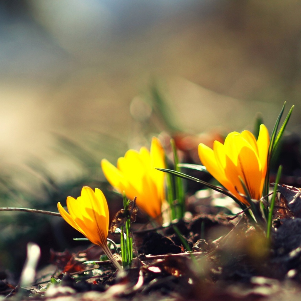 Жёлтые фонари