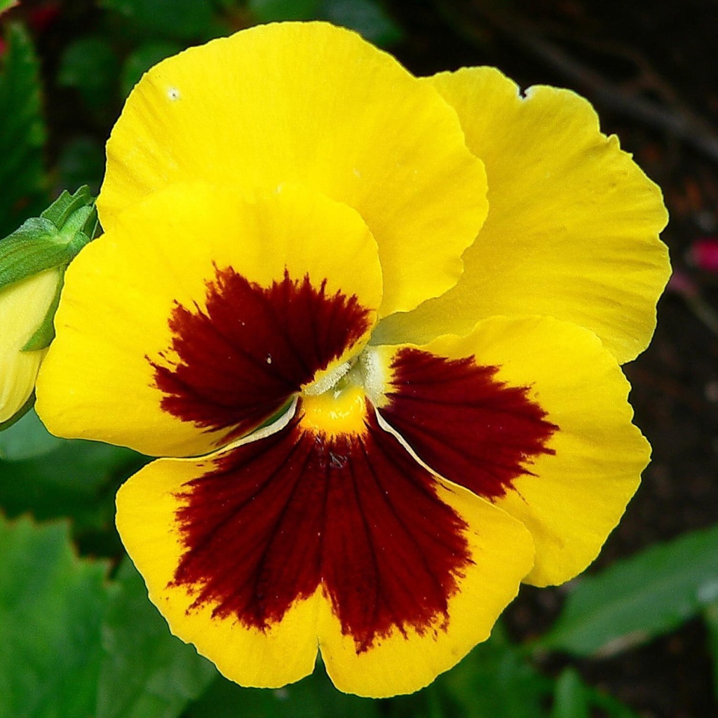 Желтый цветок анютины глазки