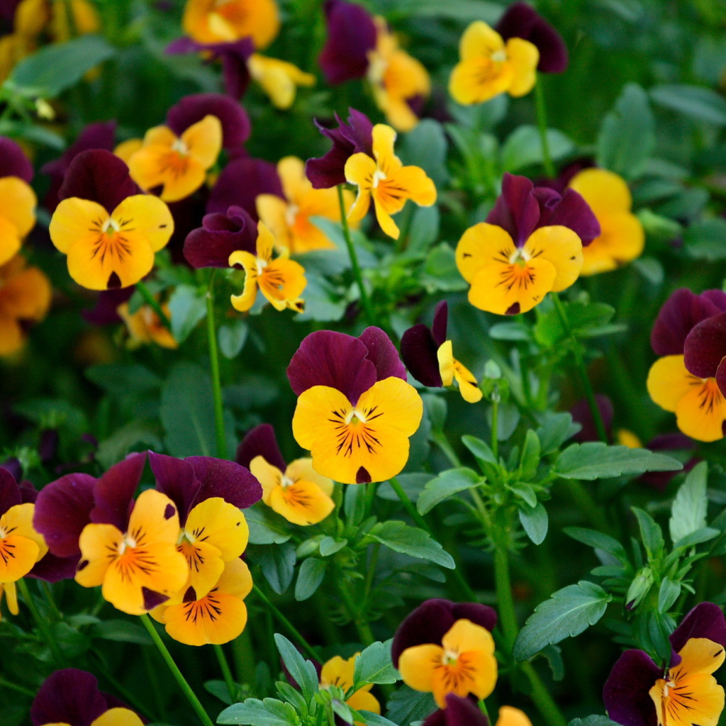 Желтые цветы анютины глазки на поляне