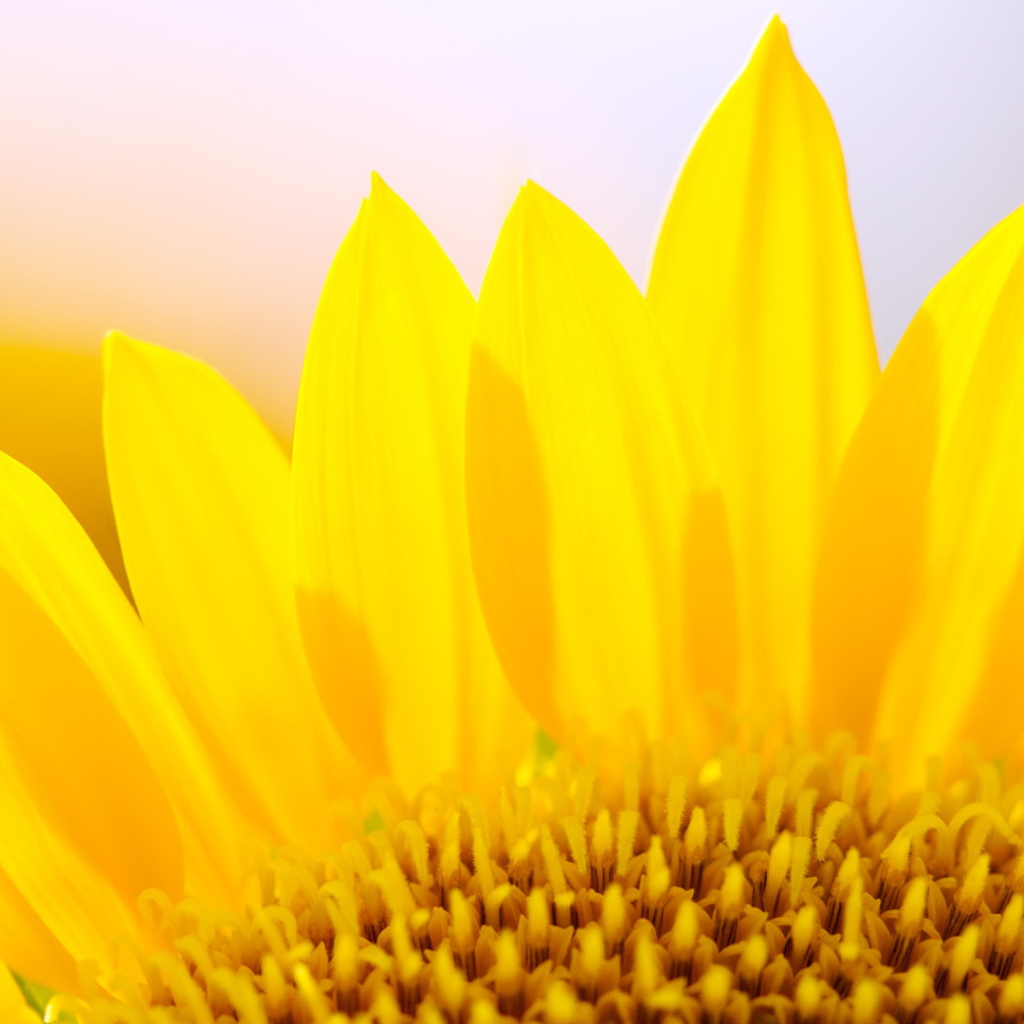 Желтые лепестки цветка подсолнуха