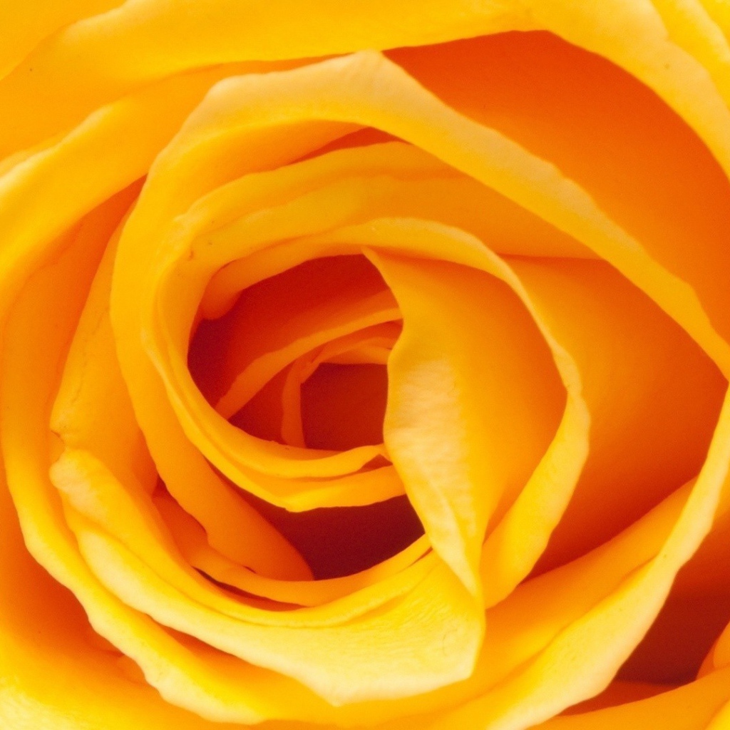 Yellow rose, core