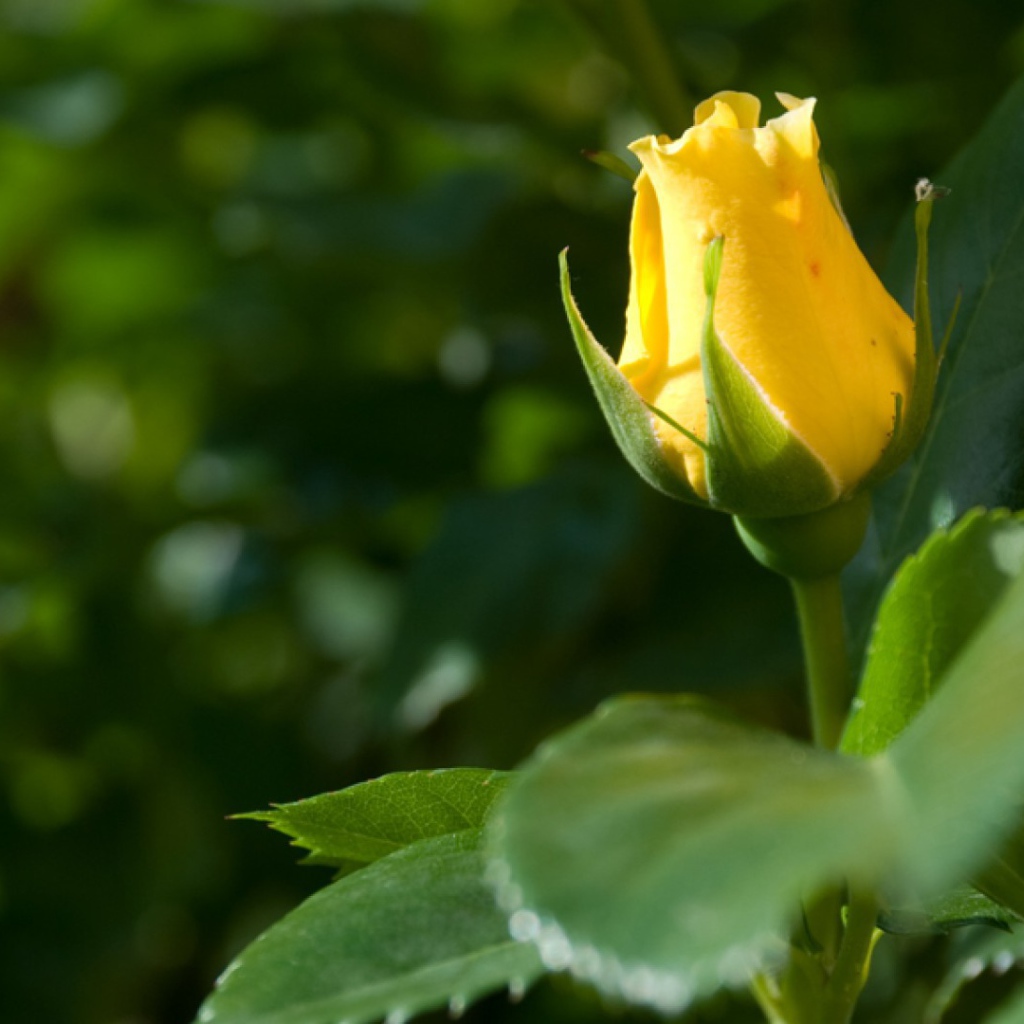 Жёлтая роза цветёт