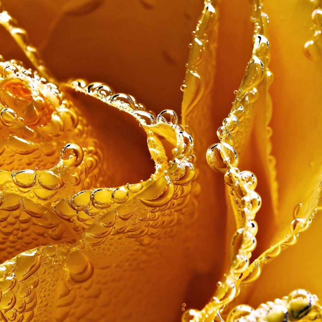 Жёлтая роза в пузырьках воздуха