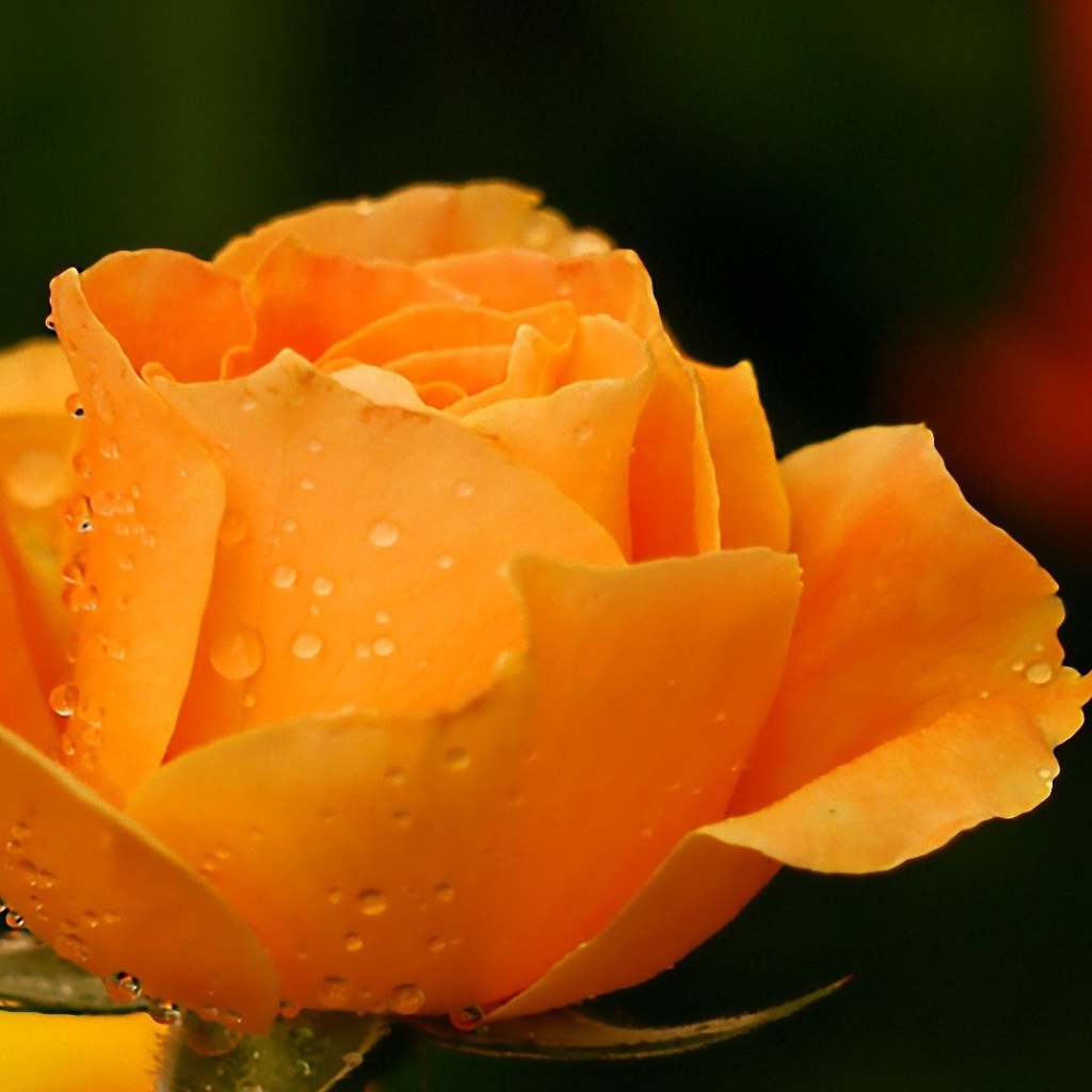 Yellow rose in the garden after the rain