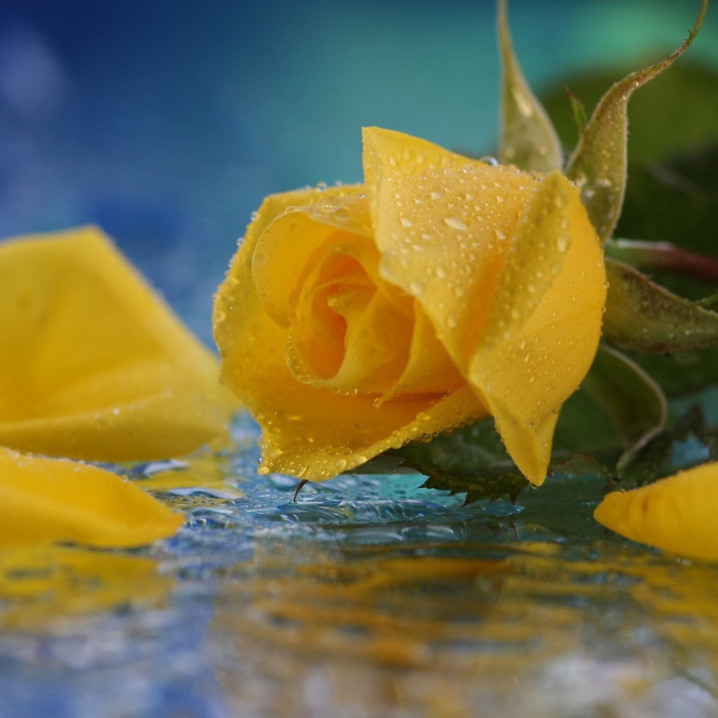Жёлтая роза в воде