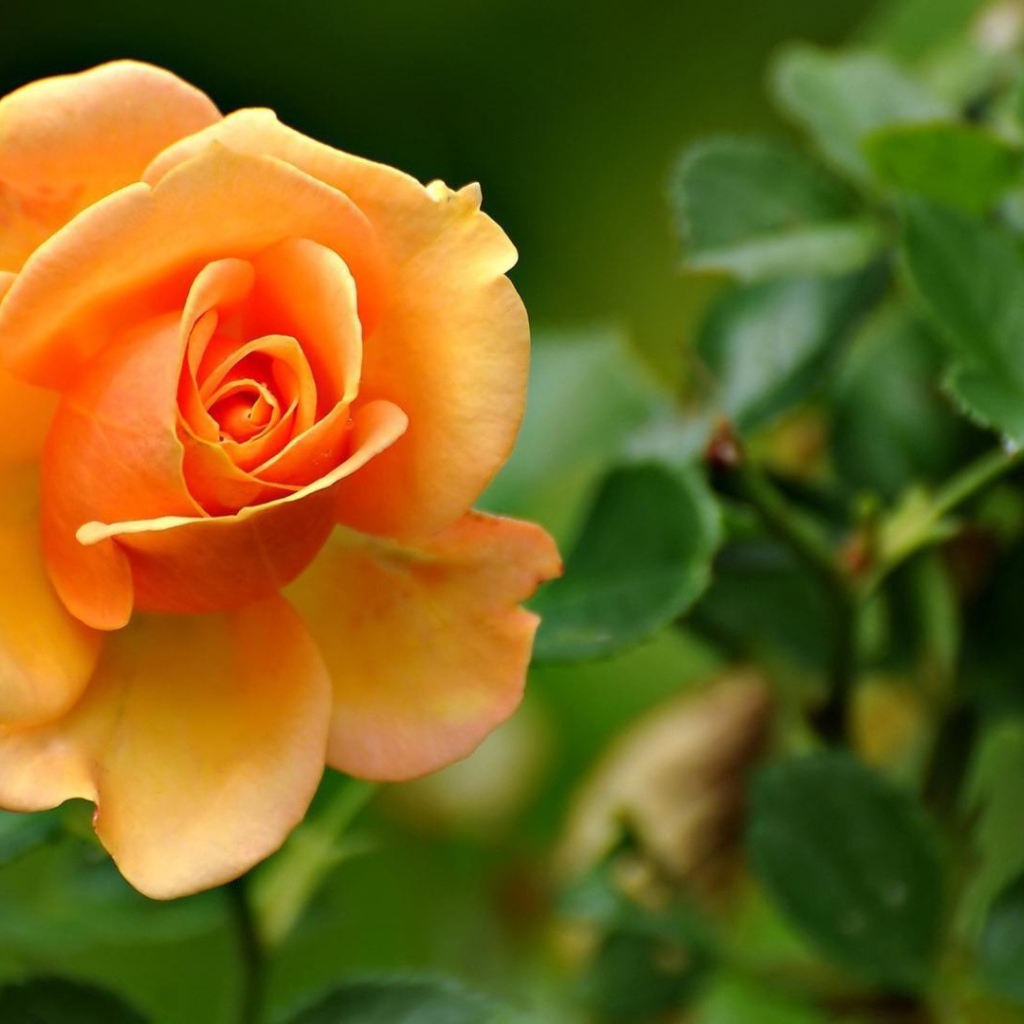 Yellow rose on a background of foliage