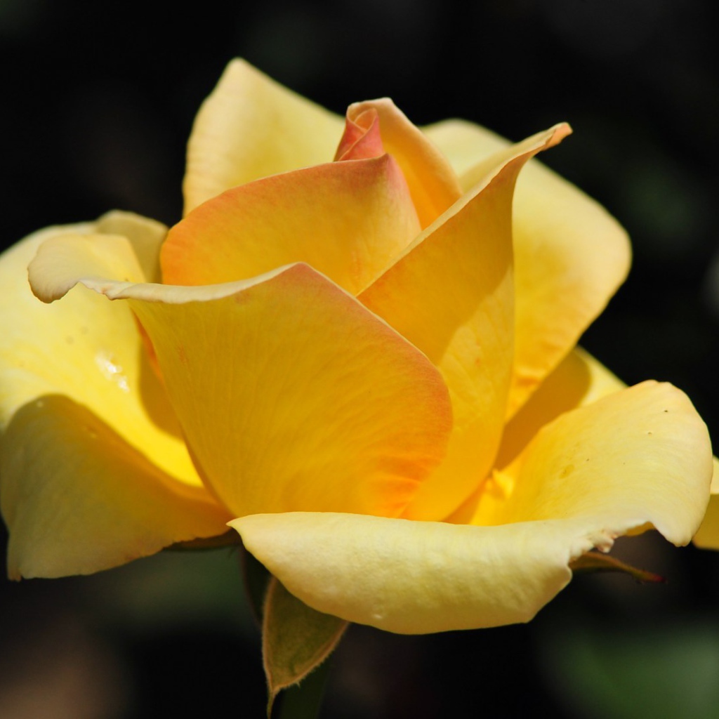 Жёлтая роза на фоне сада