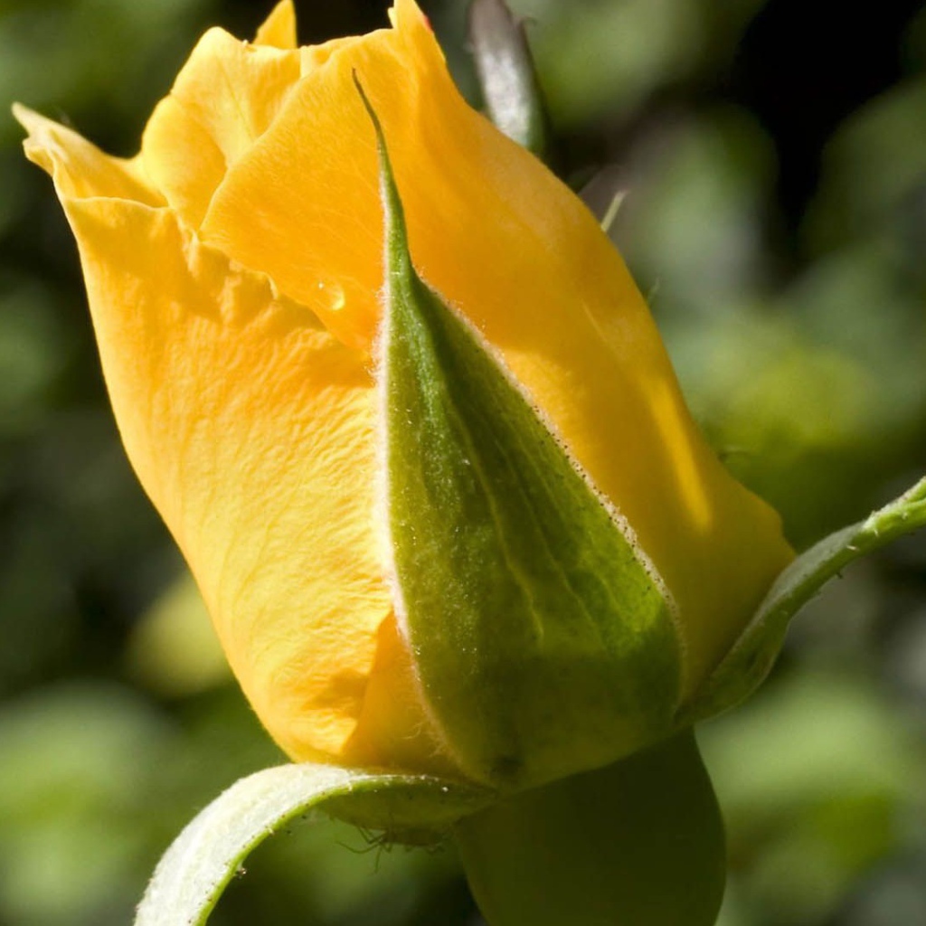 Жёлтая роза на фоне зелени