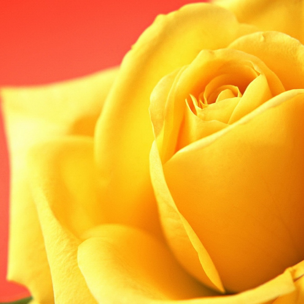 Жёлтая роза на красном фоне