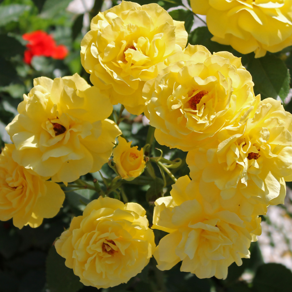 Жёлтые розы на клумбе