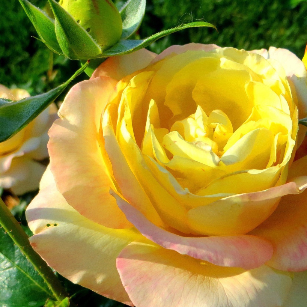 Жёлтая роза на лужайке