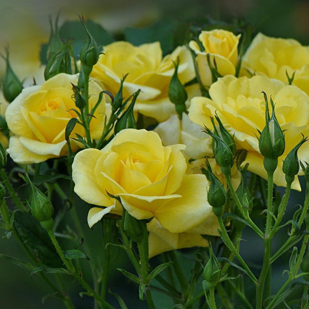 Жёлтые розы цветут в саду