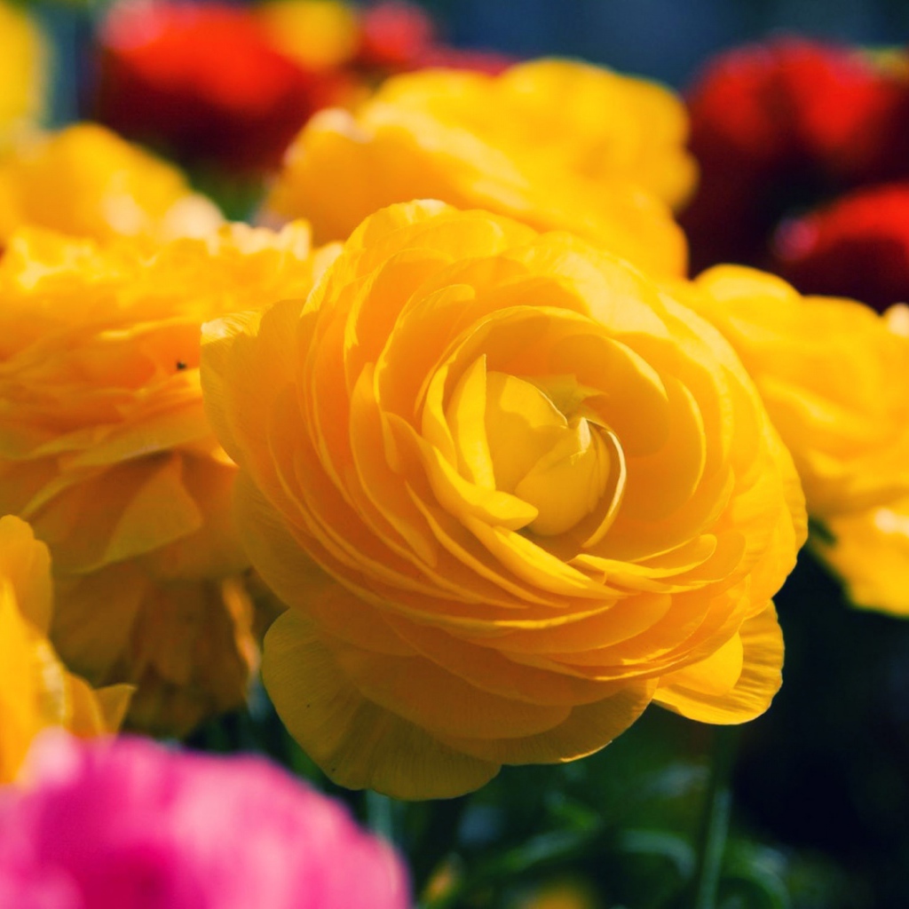 Жёлтые розы распустились в саду