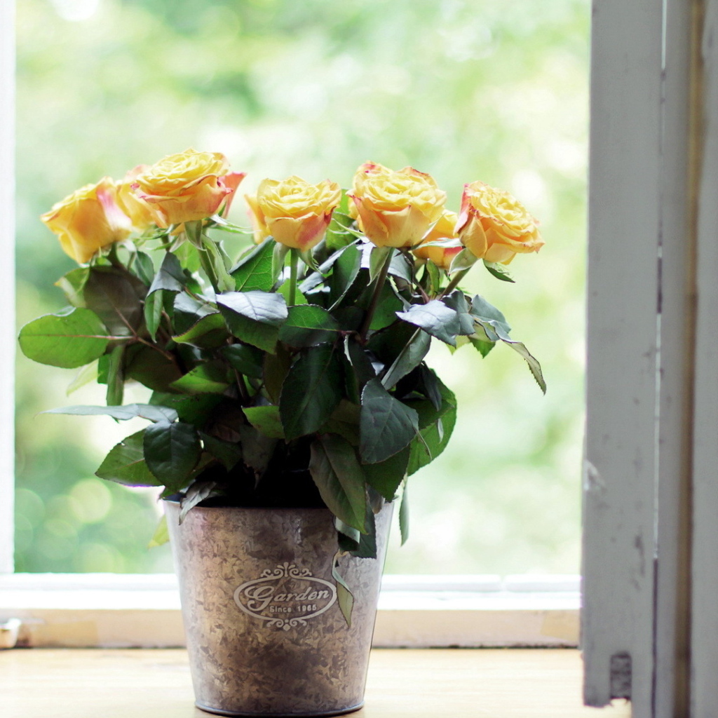 Жёлтые розы в горшке на подоконнике