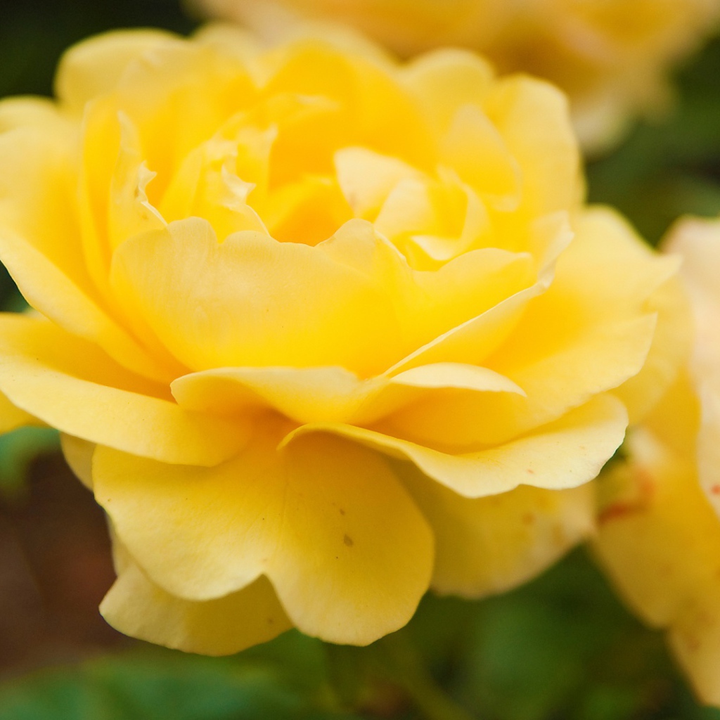 Жёлтые розы в саду