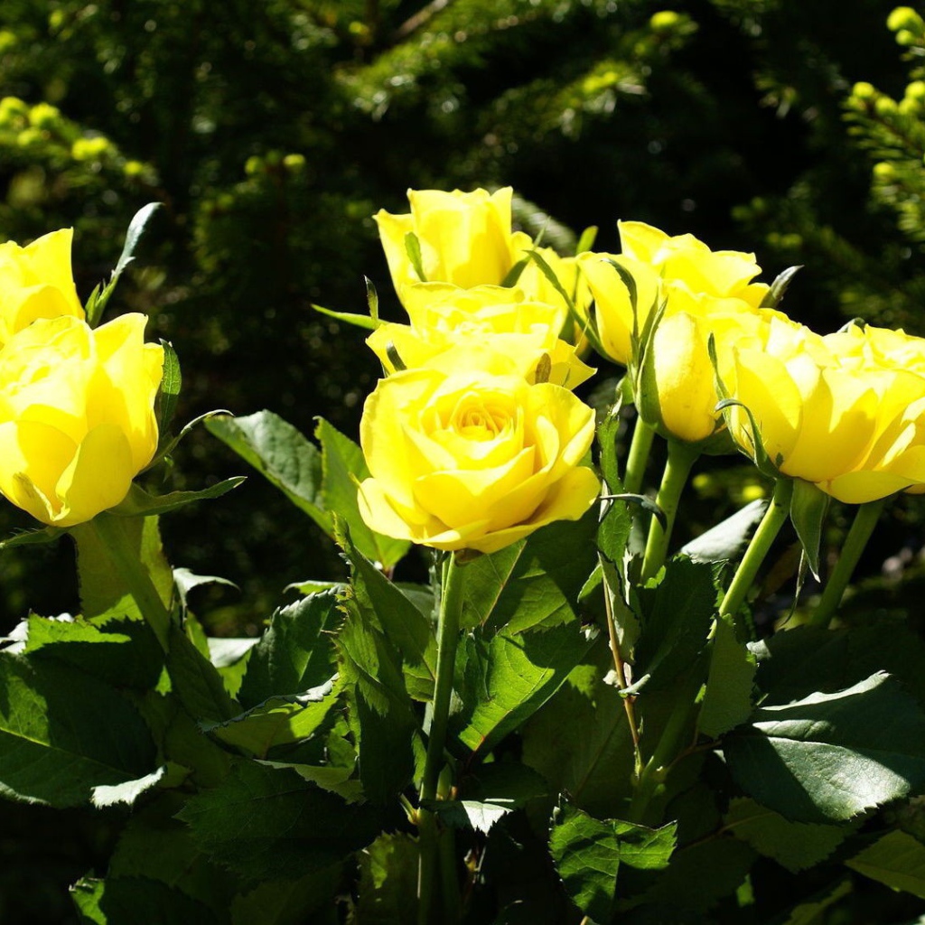 Yellow roses on a background of trees