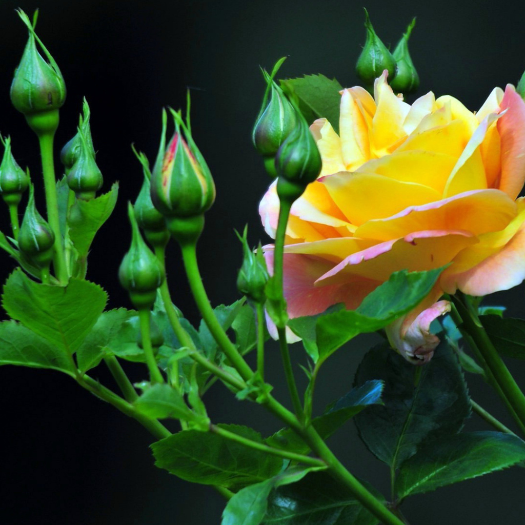 Жёлтые розы на тёмном фоне