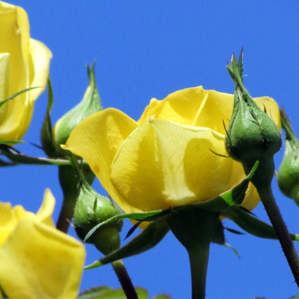 Жёлтые розы на фоне неба