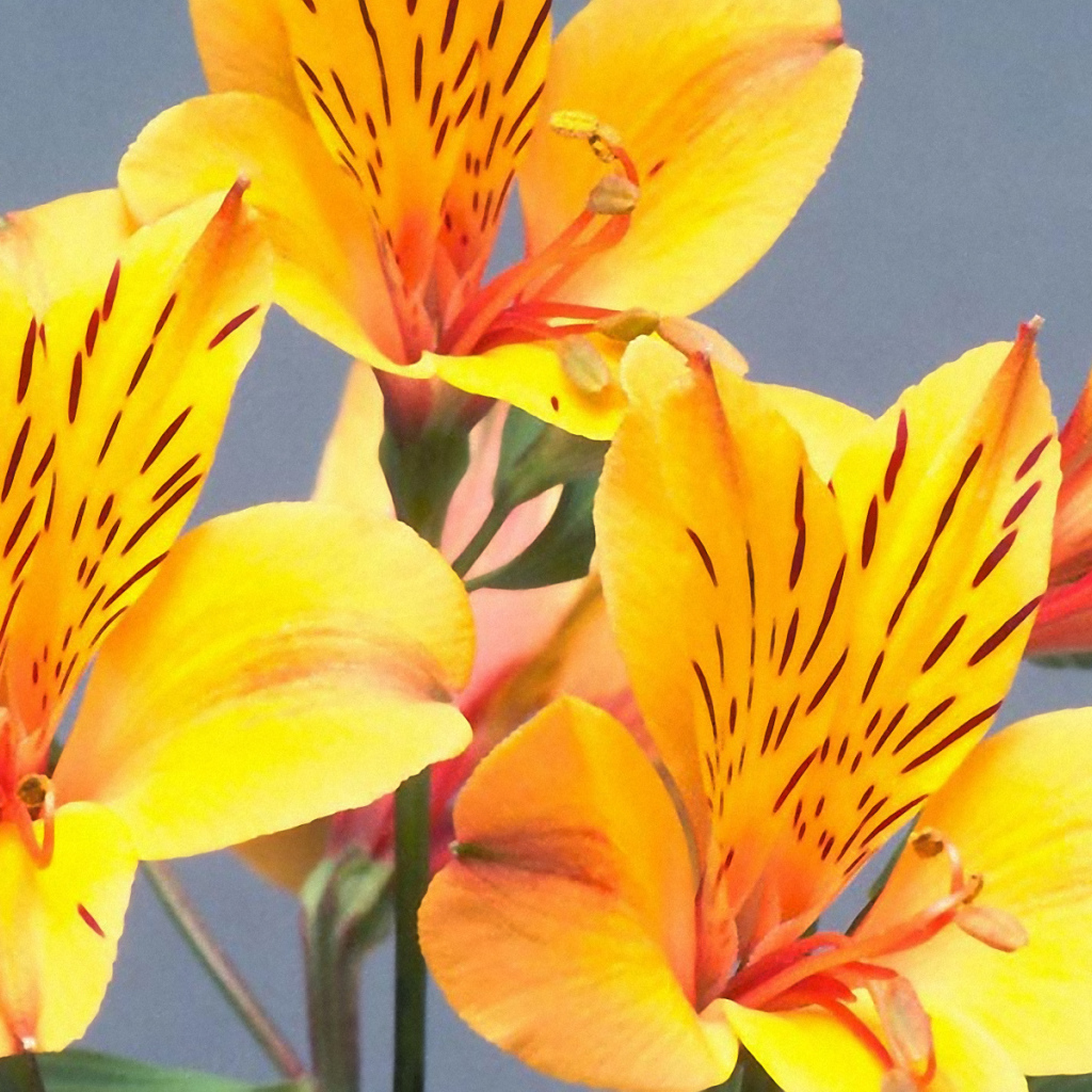 Желтые пятнистые цветы