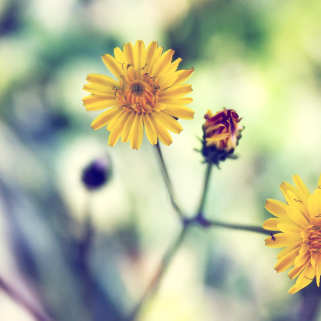 Желтая весенняя ромашка