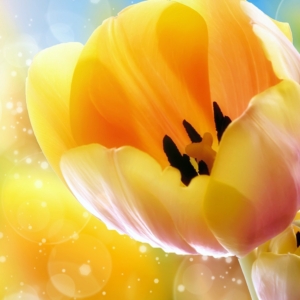 Желтые тюльпаны