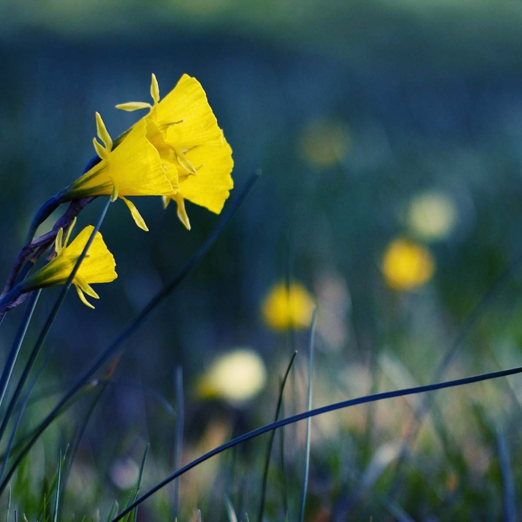 Желтые полевые цветы