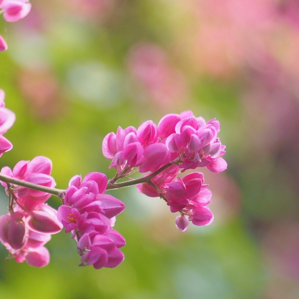 Молодая сакура