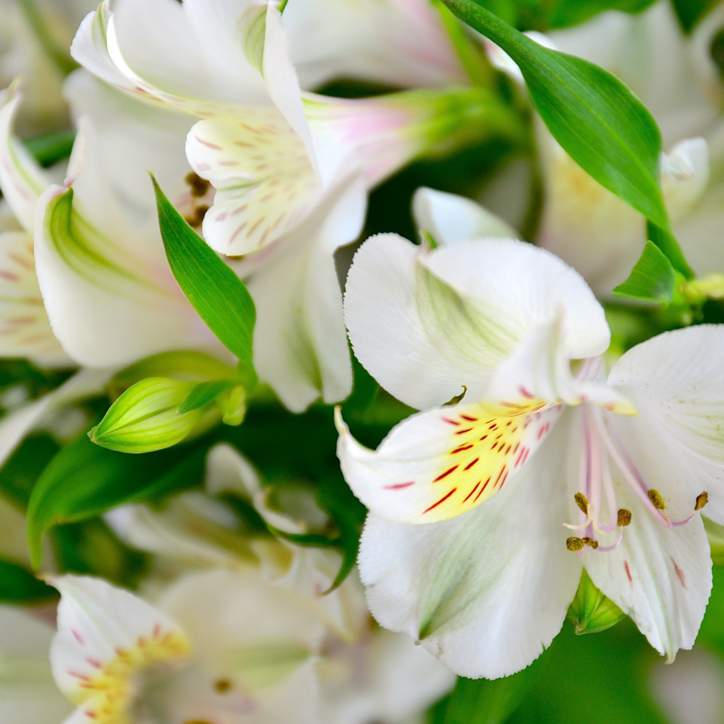 Молодые белые лилии