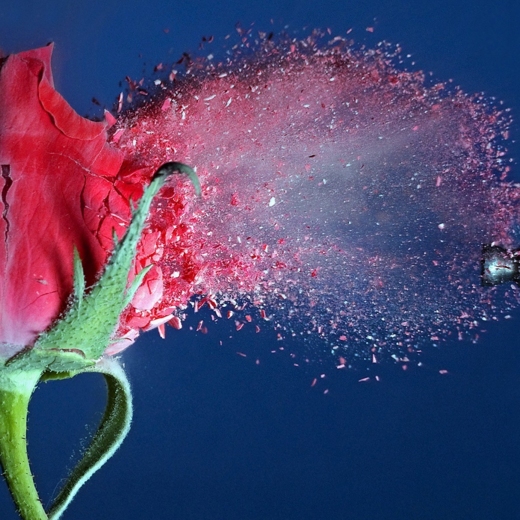 Пуля пробивает розу