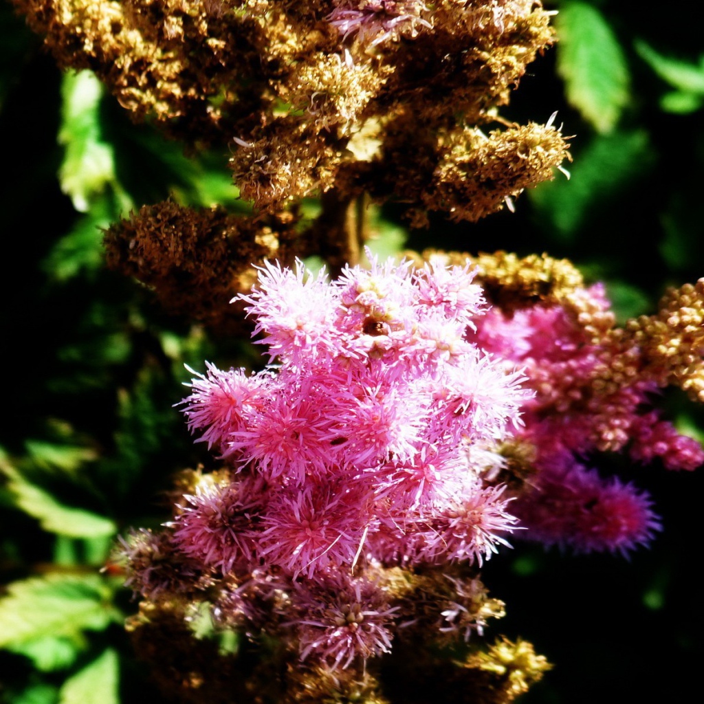 Ветка розовых цветков