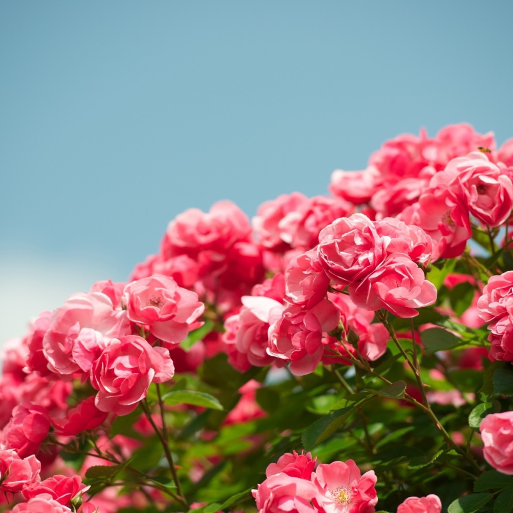 Куст розовых цветков