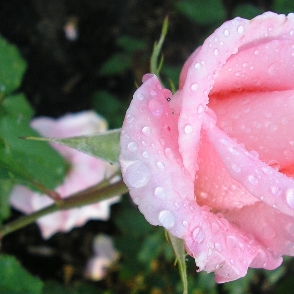 Нежная роза в каплях росы