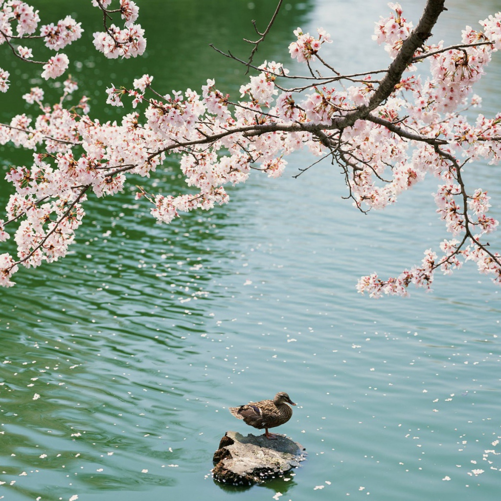 Утка под цветущей вишней